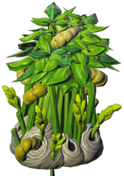 Prosperous weavers grove bush